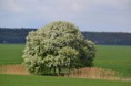 /album/fotogalerie/dsc-7981-jpg/